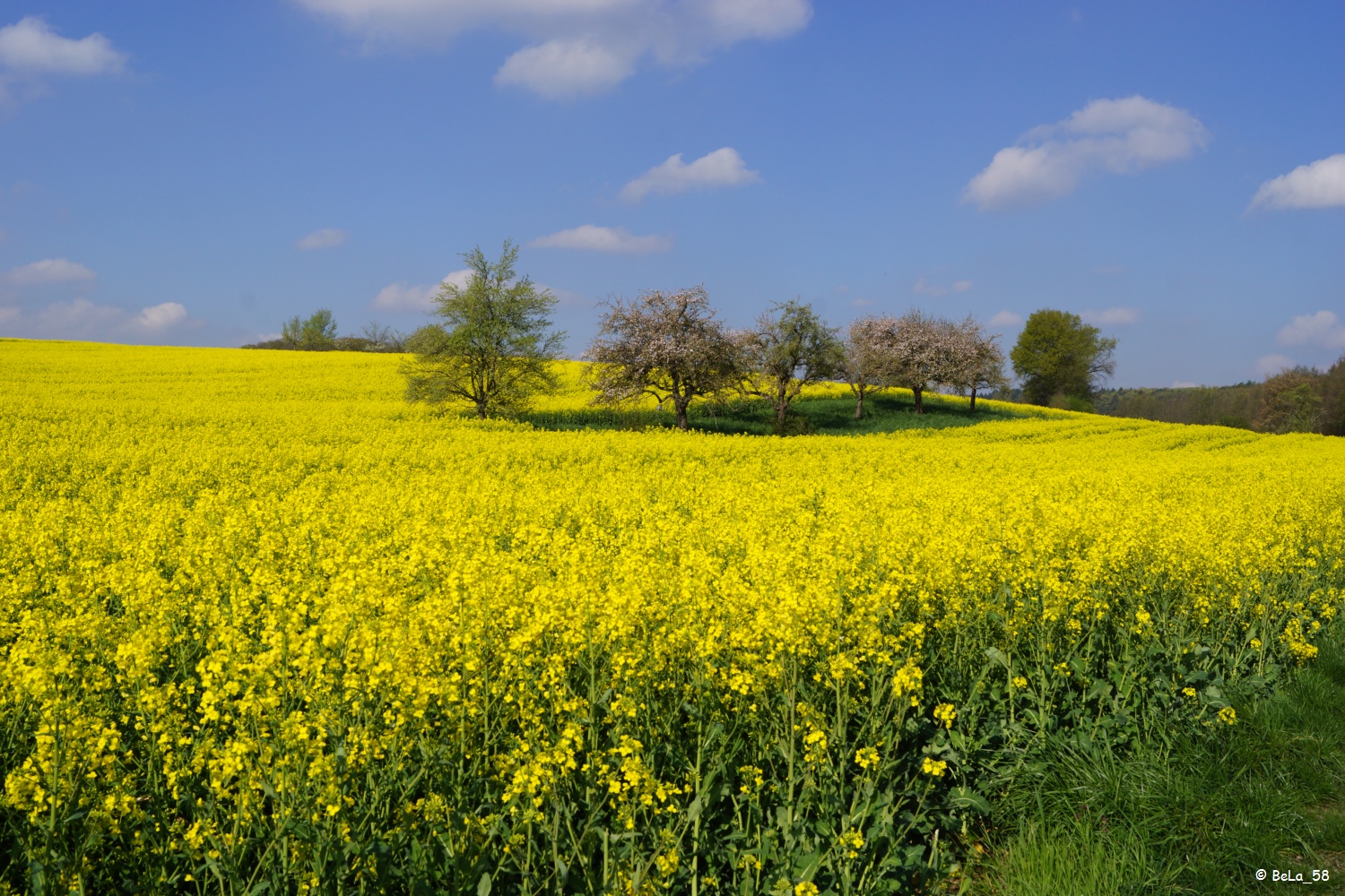 Blühende Bäume im Rapsfeld