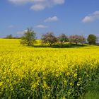 Blühende Bäume im Rapsfeld