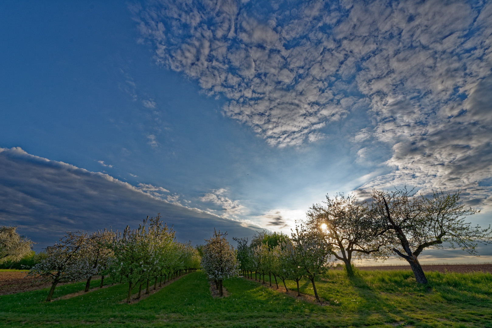 Blühende Bäume in der Abendsonne