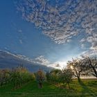 Blühende Bäume in der Abendsonne