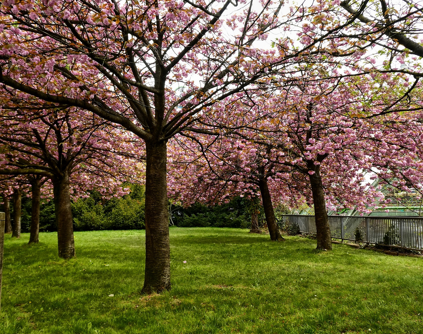 Blühende Bäume mitten in Wuppertal