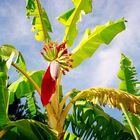 Blühende Bananenstaude in Marbella