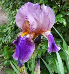 Blühende Bart-Iris