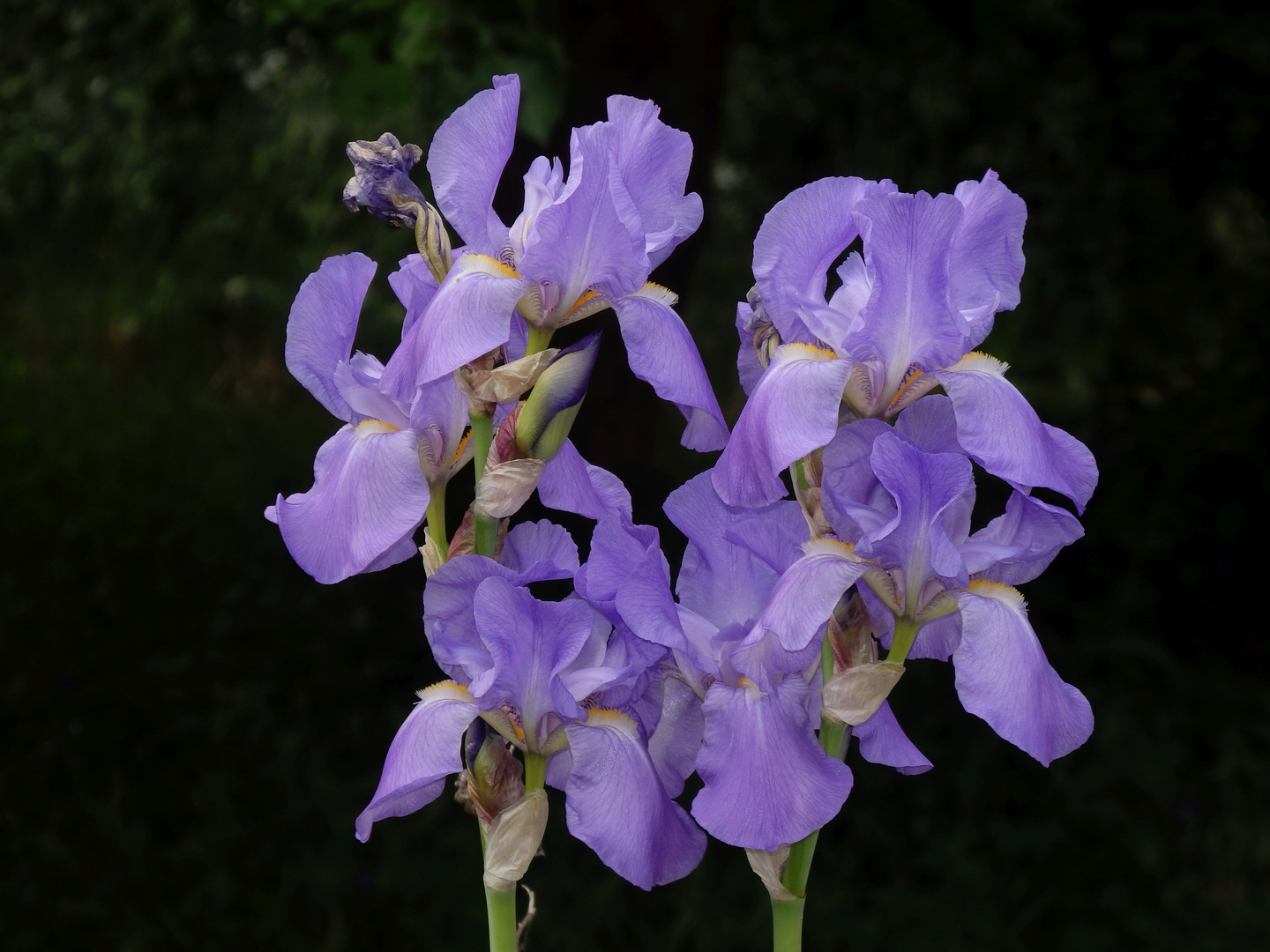 Blühende Bartiris - eine Pracht im Garten