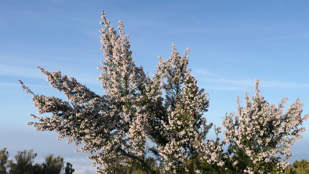 Blühende Baumheide - beim Garajonay