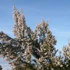 Blühende Baumheide - beim Garajonay