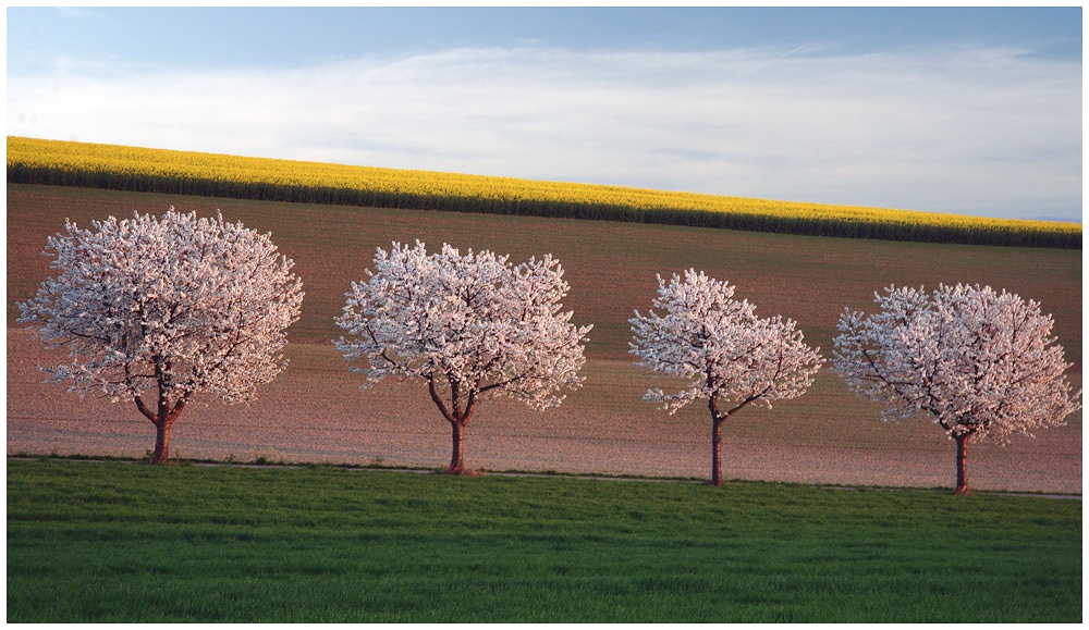 blühende Baumreihe ( ende april verblüht) 2