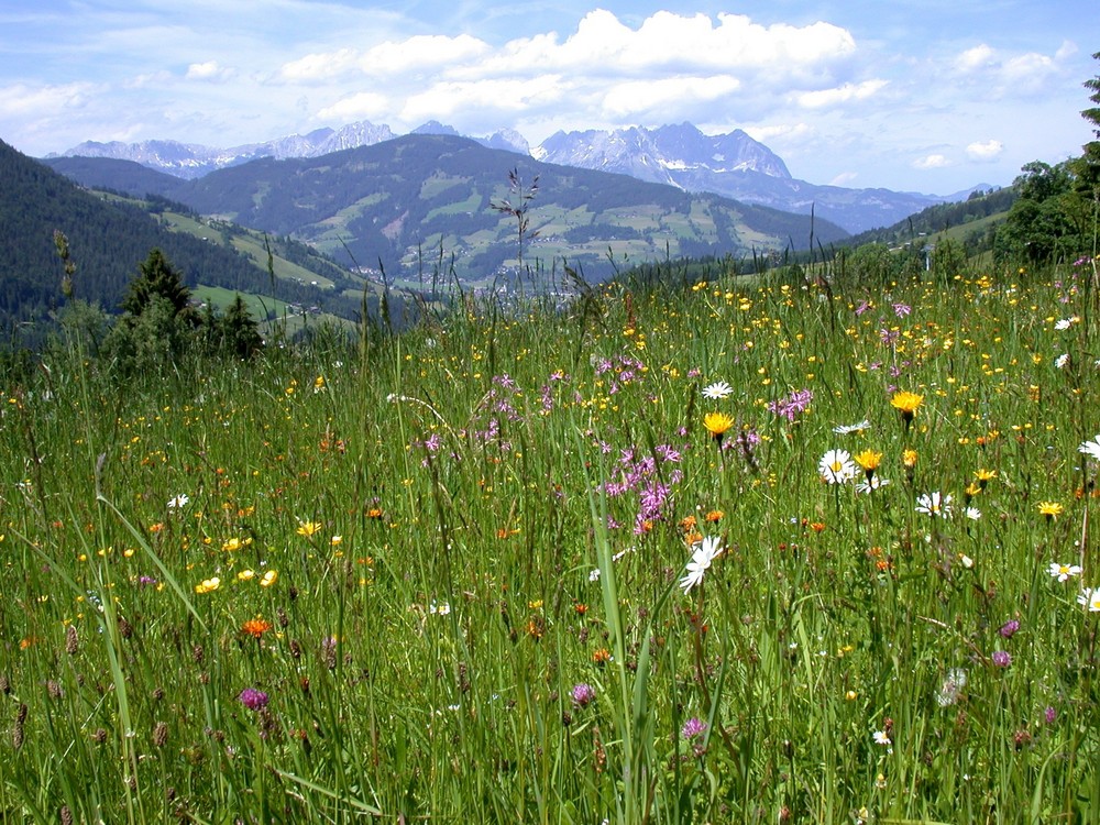 blühende Bergwiese in Tirol