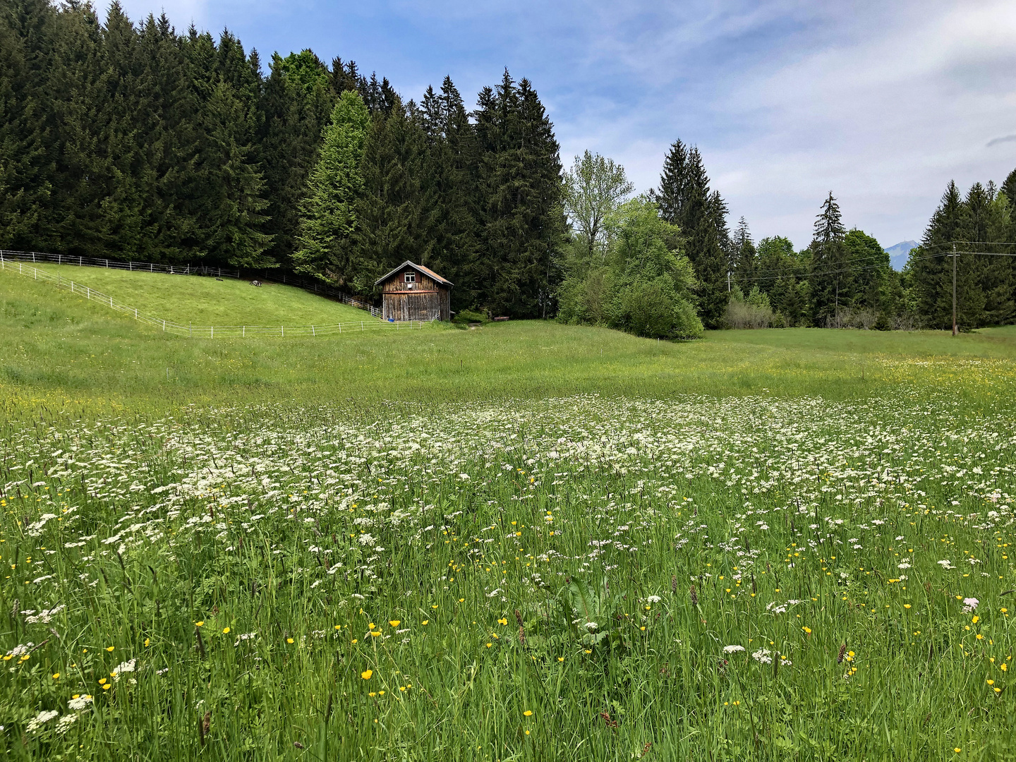 Blühende Bergwiesen