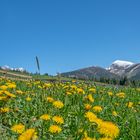 Blühende Bergwiesen - Prati di montagna in fiore