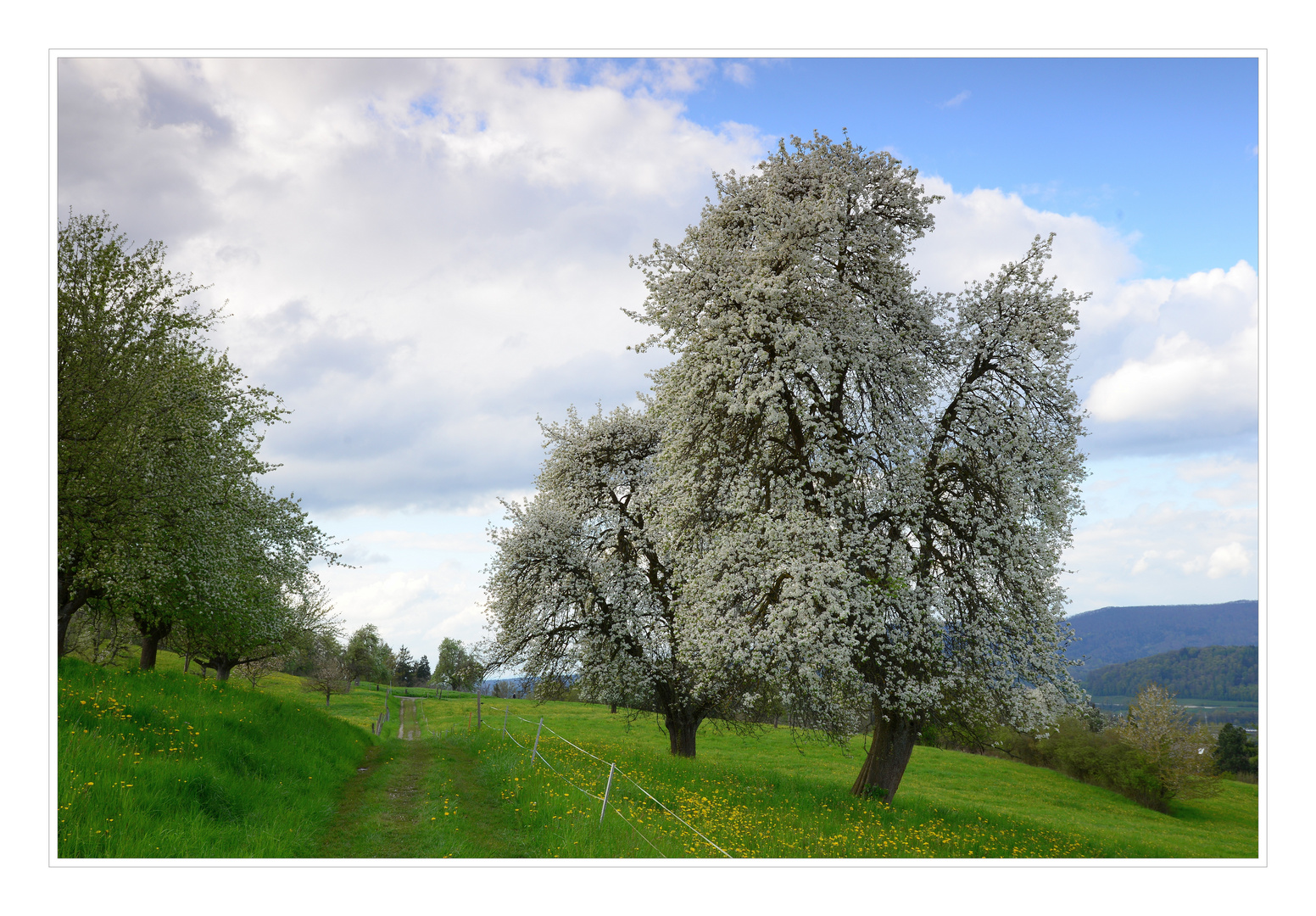 Blühende Birnbäume.