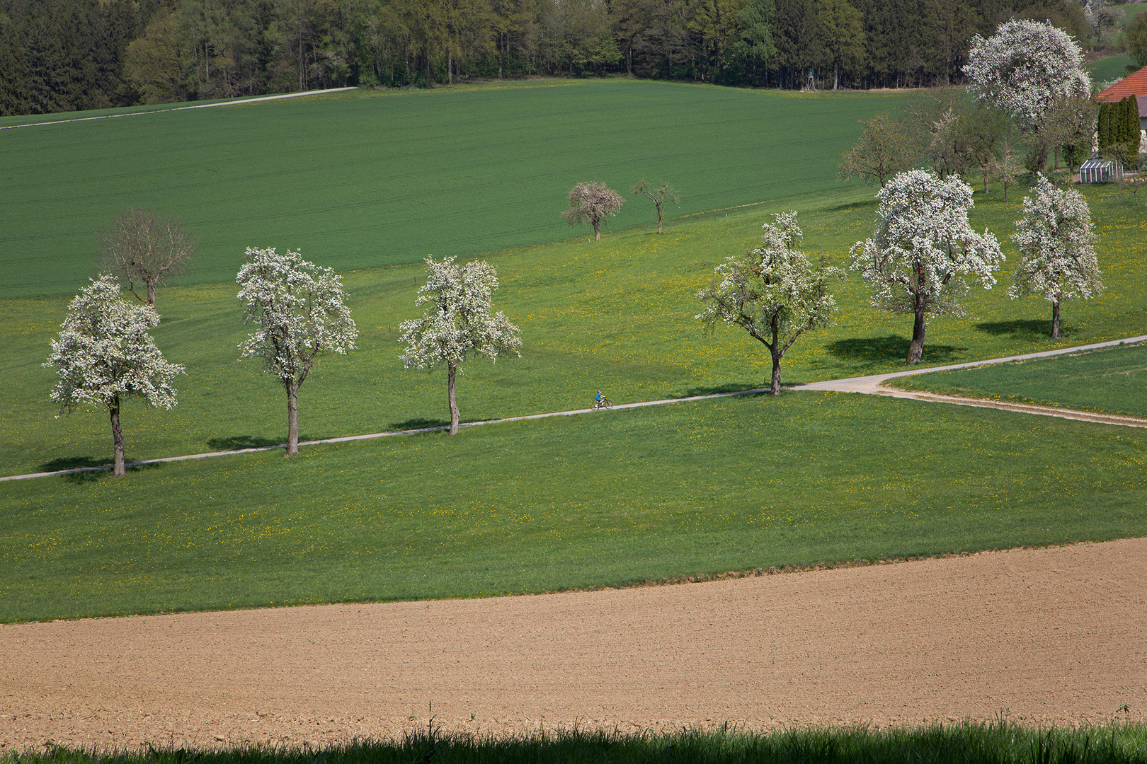 blühende Birnbaumreihe 2