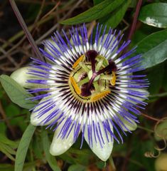 Blühende Blaue Passionsblume (Passiflora caerulea)