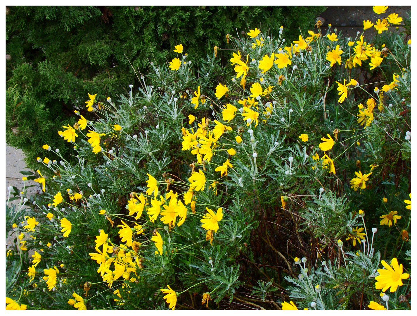 Blühende blumen im freien im dezember? ja gibts ich habe meinen augen nicht