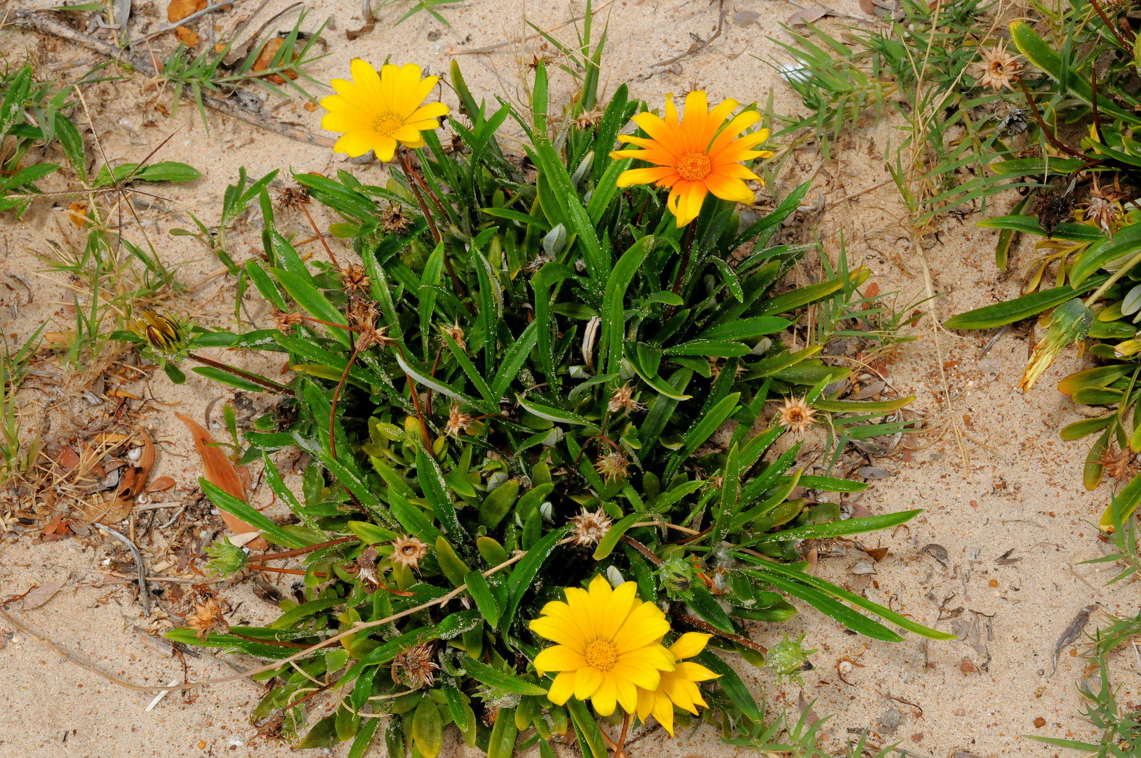 Blühende Blumen in der Dünenlandschaft