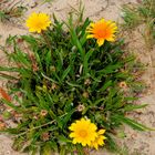 Blühende Blumen in der Dünenlandschaft