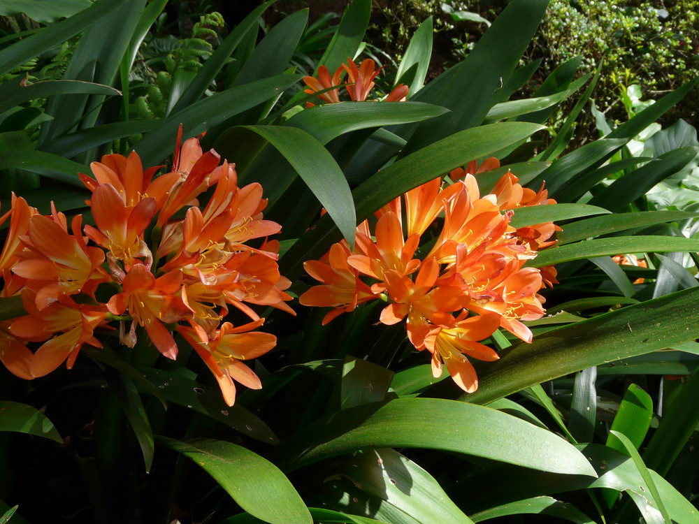 blühende Blumen ohne Ende auf Madeira