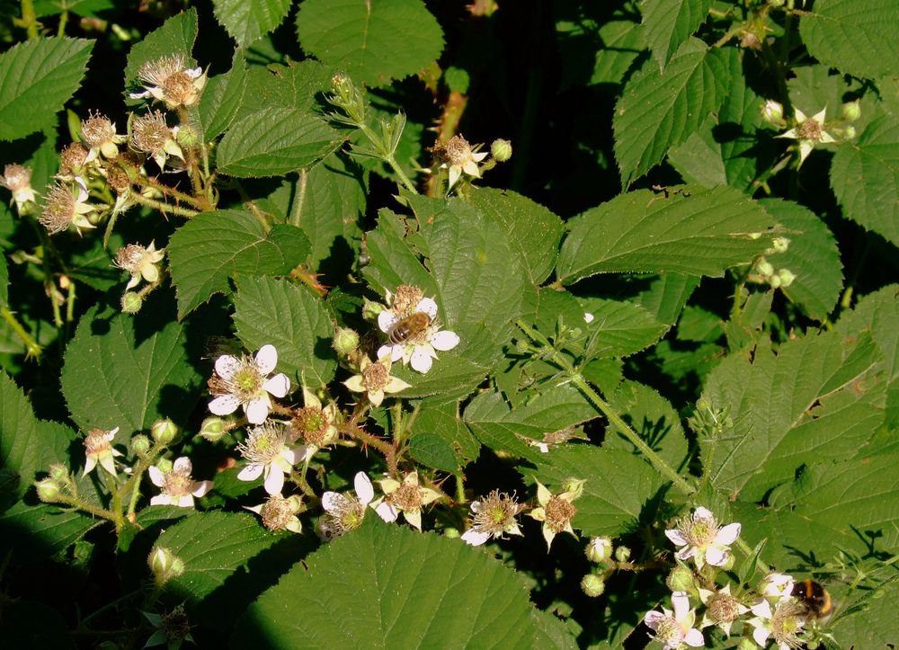Blühende Brombeere am Wegesrand Foto & Bild pflanzen, pilze