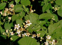 -Blühende Brombeere am Wegesrand-