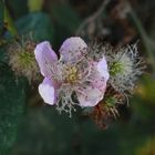 Blühende Brombeeren Ende Dezember - Verkehrte Welt (2)