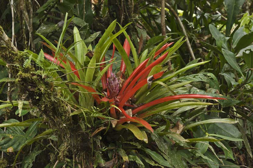 Blühende Bromelia