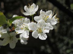 Blühende Bühler Zwetschge