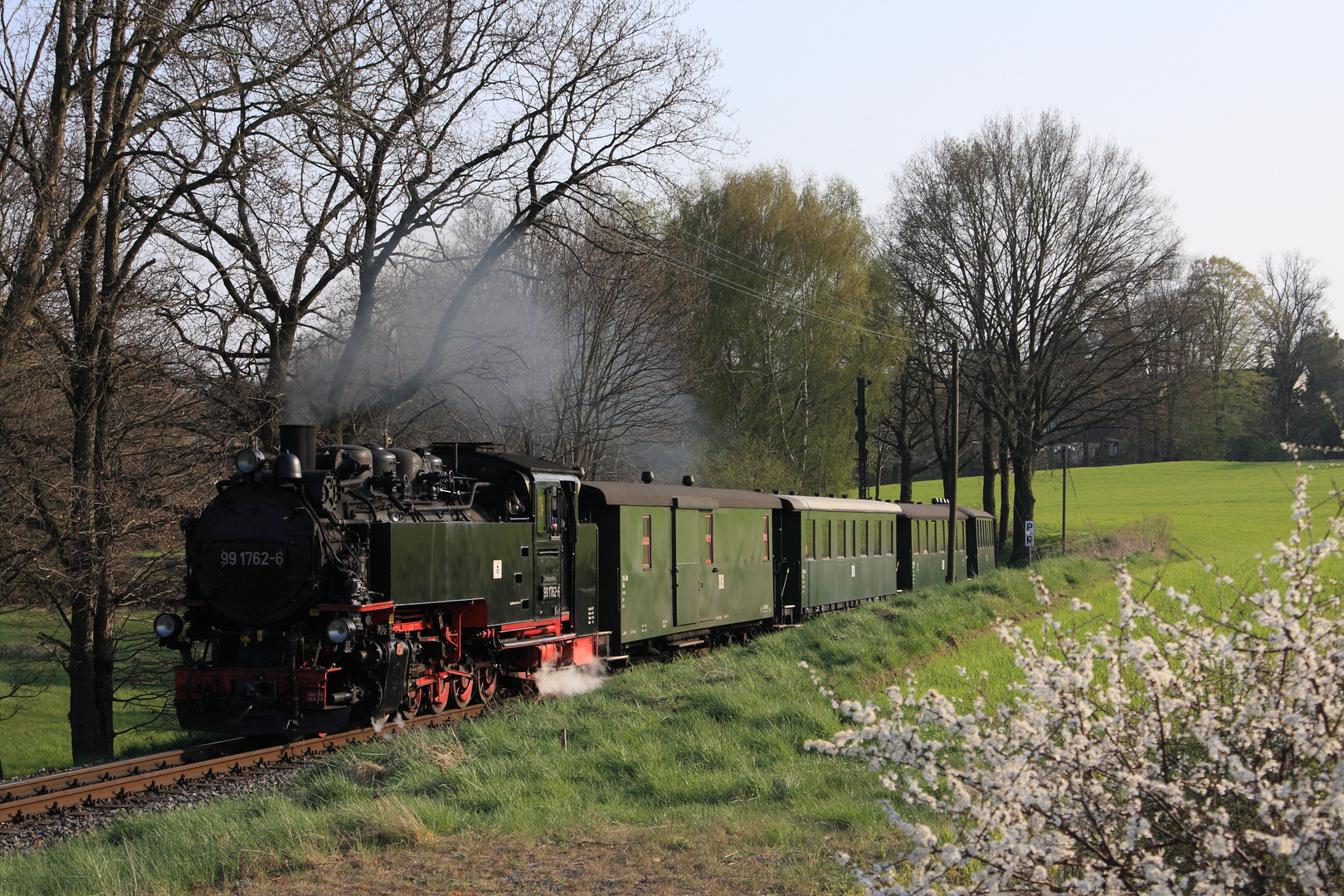 Blühende Büsche am Rande des Lössnitzgrunds