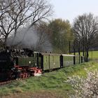 Blühende Büsche am Rande des Lössnitzgrunds