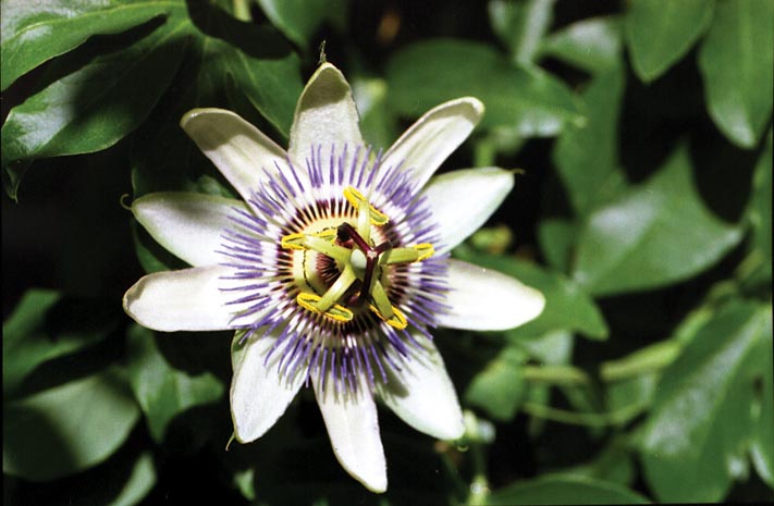 Blühende Caerulea. Die Blume ist ca. 1m hoch. Die Blüten sind nur wenige Tage offen.