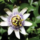 Blühende Caerulea. Die Blume ist ca. 1m hoch. Die Blüten sind nur wenige Tage offen.