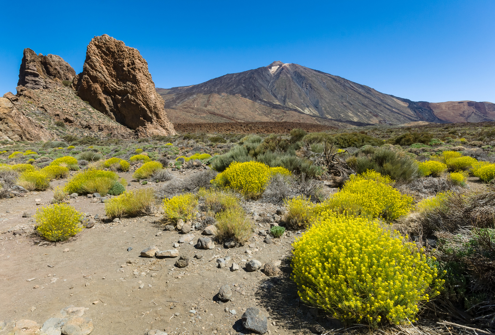 Blühende Canadas am Teide