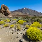 Blühende Canadas am Teide