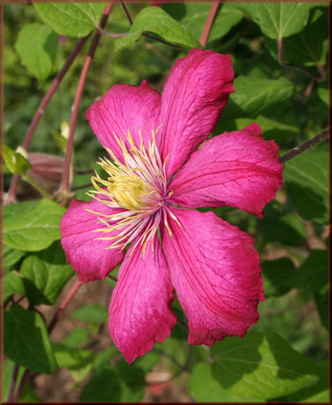 Blühende Clematis