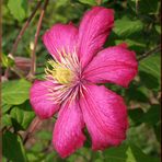 Blühende Clematis