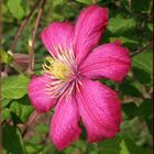 Blühende Clematis