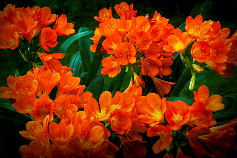 Blühende Clivia - Details