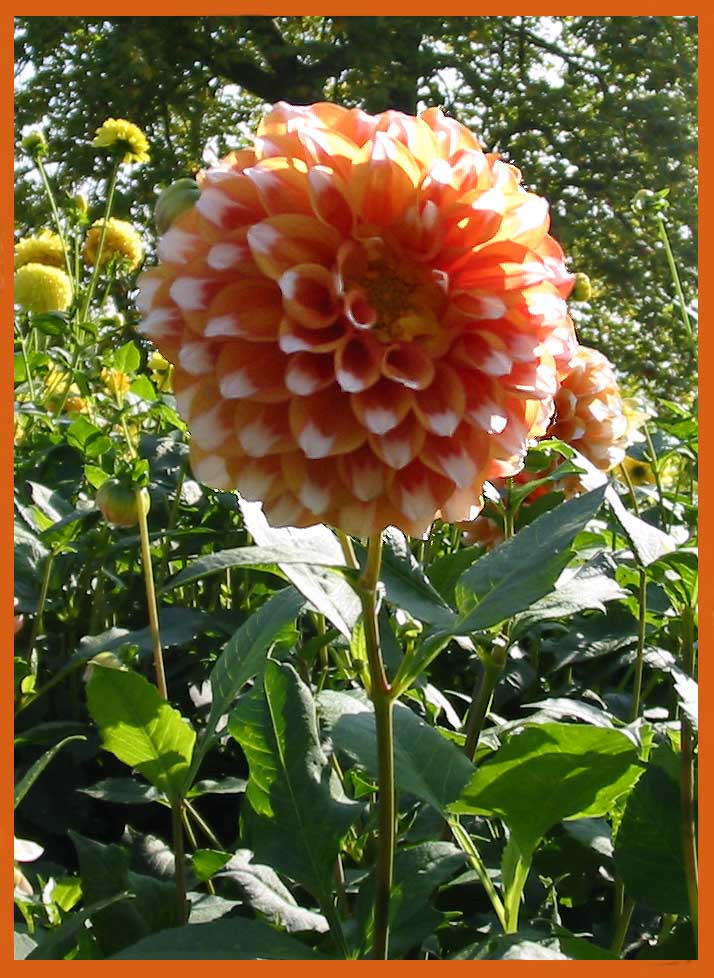 Blühende Dahlie auf der Insel Mainau am Bodensee