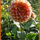 Blühende Dahlie auf der Insel Mainau am Bodensee