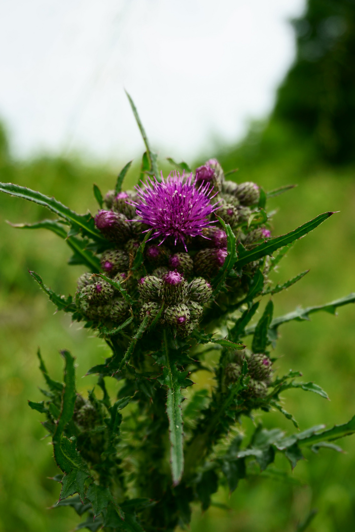 blühende Distel