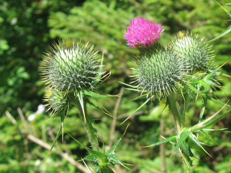 Blühende Distel