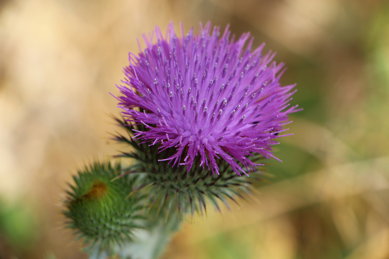 Blühende Distel