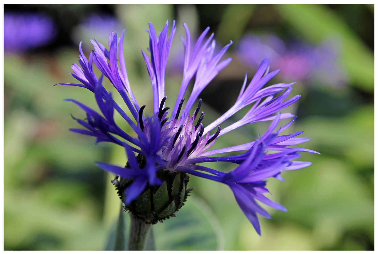 blühende Distel?