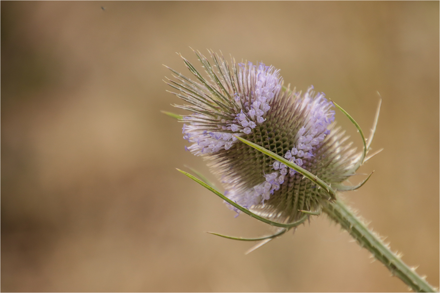 Blühende Distel