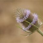 Blühende Distel