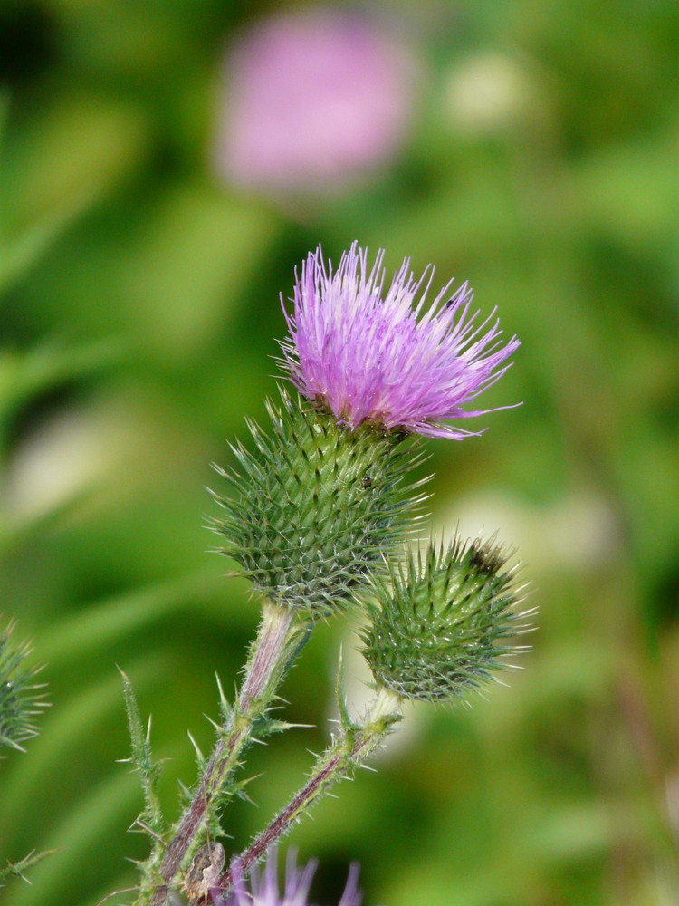 Blühende Distel