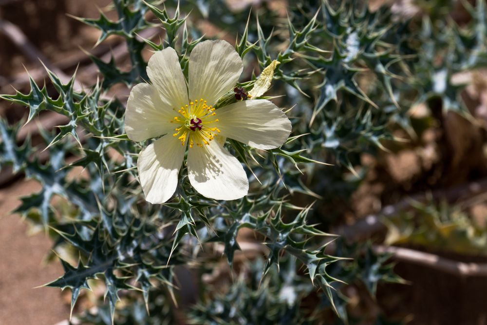 Blühende Distel am Wegesrand