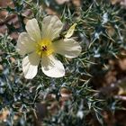 Blühende Distel am Wegesrand