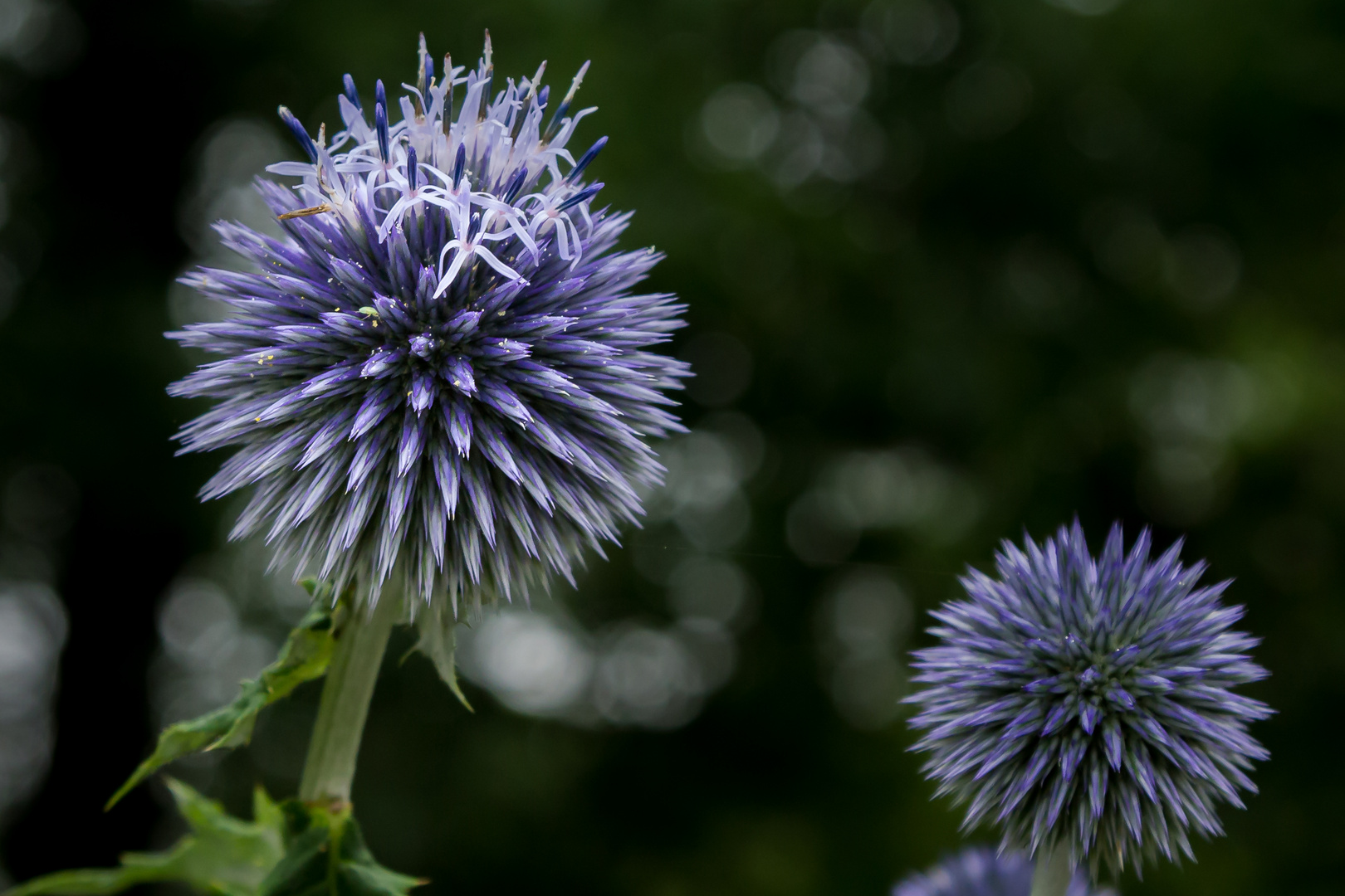 blühende Distel