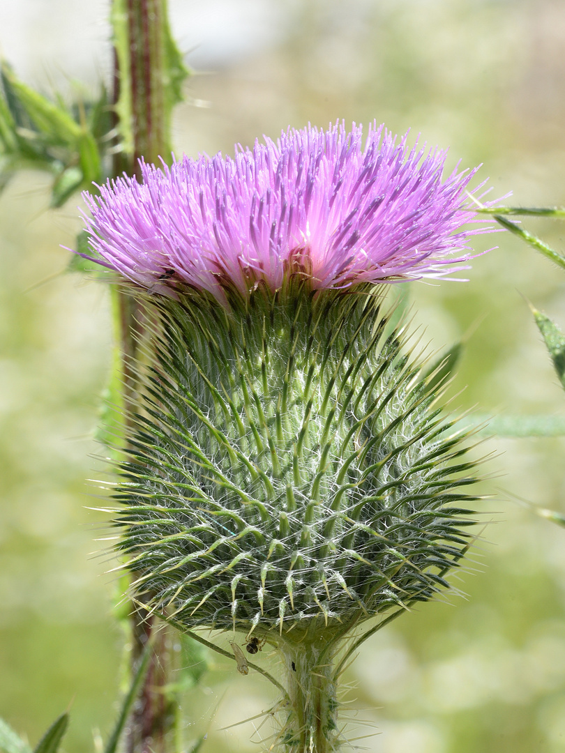 Blühende Distel - Carduus crispus