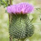 Blühende Distel - Carduus crispus